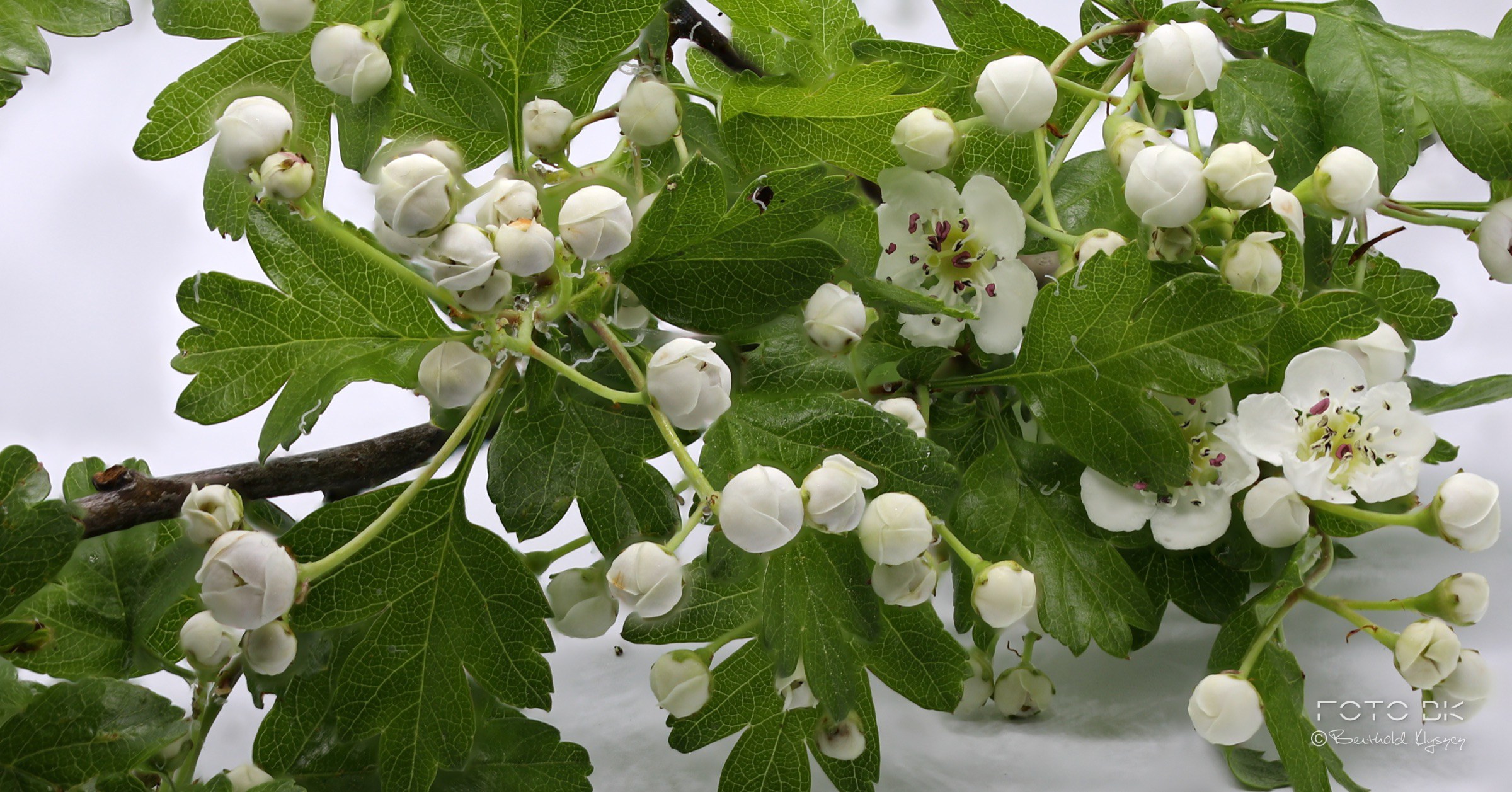 Eingriffeliger Weißdorn